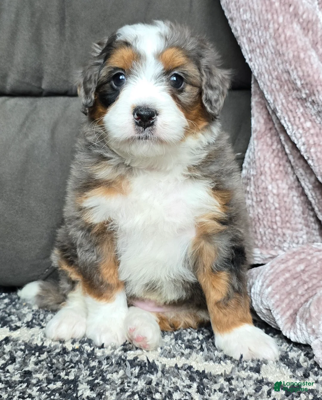 Mini Bernedoodle dogs for sale: Mini Alfie - Ad 5