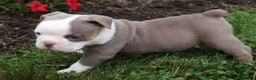 Olde English Bulldogge dogs for sale: Maggie - Ad 2