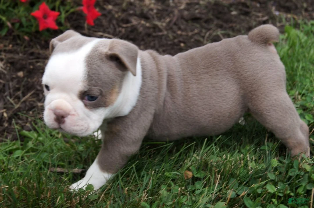Olde English Bulldogge dogs for sale: Maggie - Ad 2