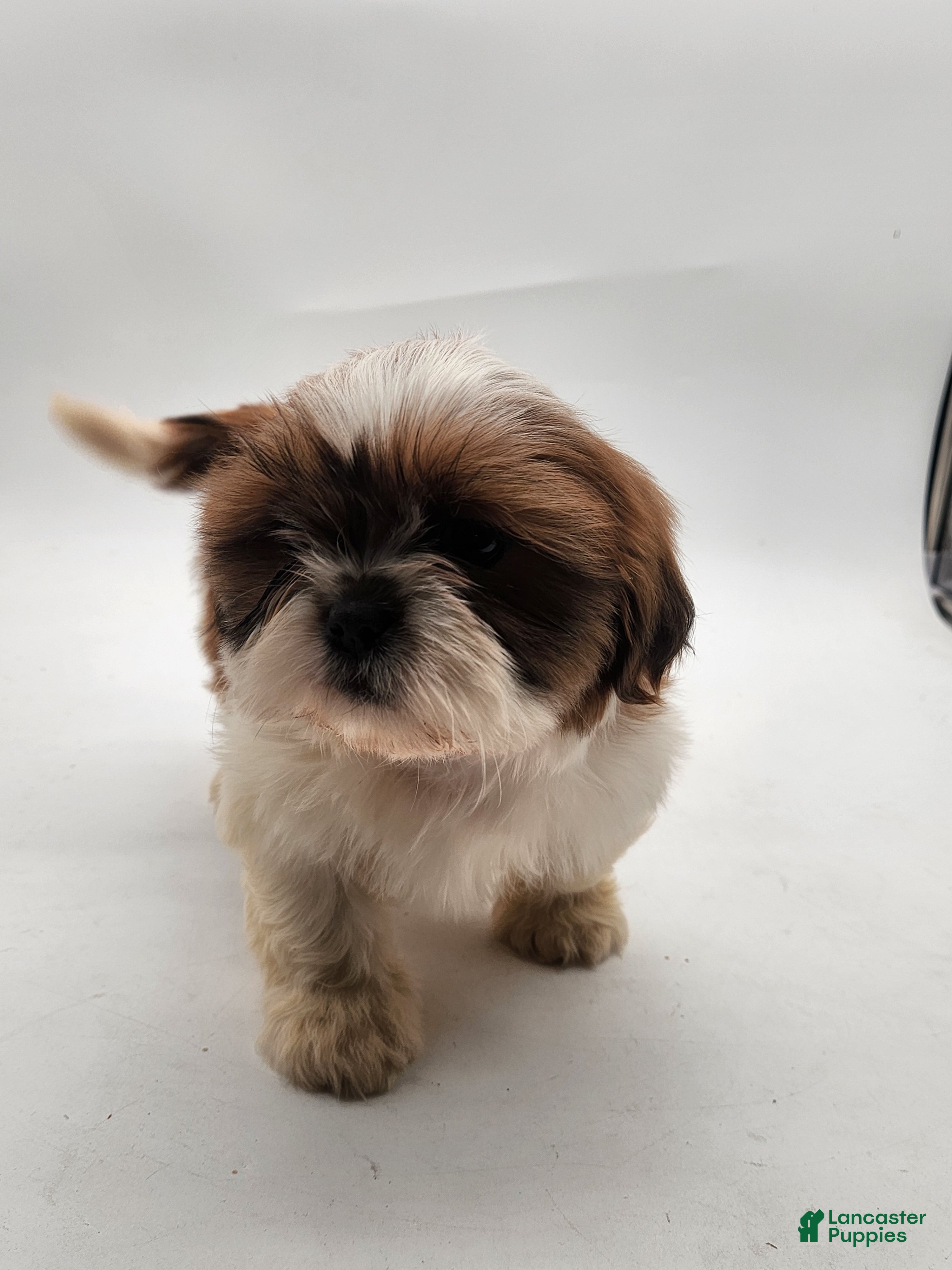 Shih Tzu dogs Shih Tzu Puppy 3 - Ad 1