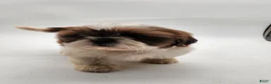 Shih Tzu Puppy 3