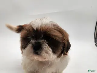 Shih Tzu dogs for sale: Shih Tzu Puppy 3 - Ad 4