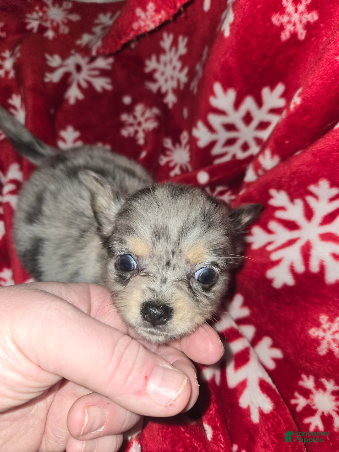 Chihuahua dogs for sale: Long hair Blue merle boy  - Ad 1