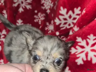 Chihuahua dogs Long hair Blue merle boy - Ad 18