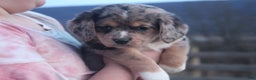 Mixed Breed dogs for sale: Ayla - Ad 1