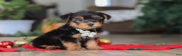 Morkie dogs for sale: Bailey - Ad 3