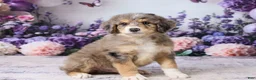 Bernedoodle dogs for sale: Lucky - Ad 5