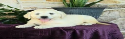 Golden Retriever dogs for sale: Daniella - Ad 3