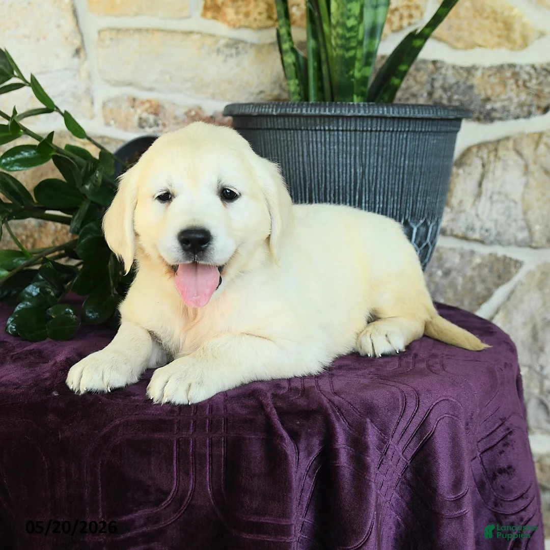 Golden Retriever dogs for sale: Daniella - Ad 3