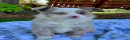 Miniature Australian Shepherd dogs for sale: Bella - Ad 1