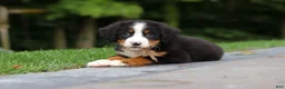 Bernese Mountain Dog dogs for sale: Josie - Ad 15