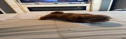 Teddy Bear dogs for sale: Teddy Bear Puppy 1 - Ad 3