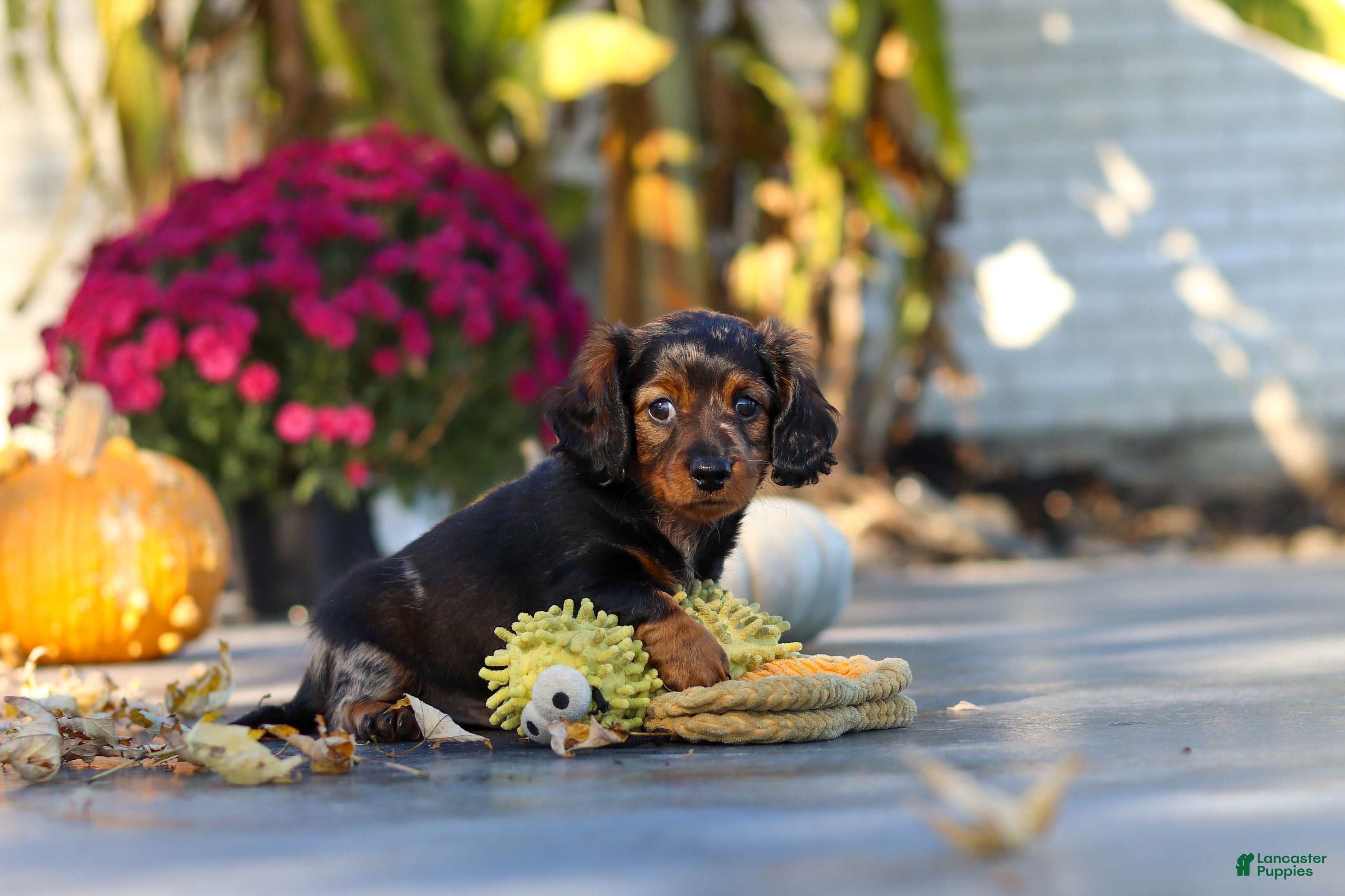 Miniature Dachshund dogs Frank - Ad 1