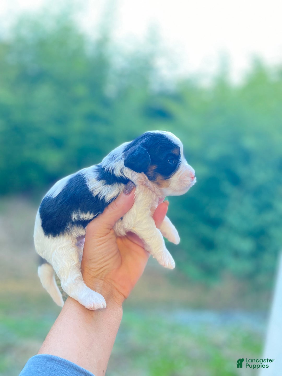 Cavapoo dogs for sale: Cavapoo Puppy 1 - Ad 8