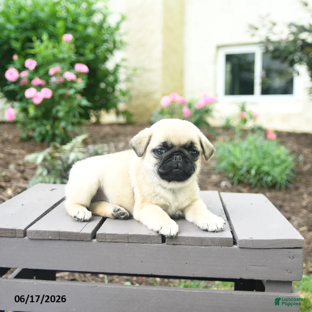 Pug dogs for sale: Kallie - Ad 2