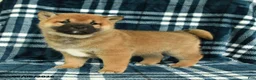 Shiba Inu dogs for sale: Samson - Ad 4