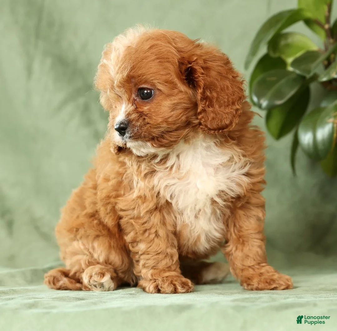 Cavapoo dogs for sale: Ingrid - Ad 8