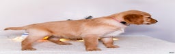 Golden Retriever dogs for sale: Jenny - Ad 9