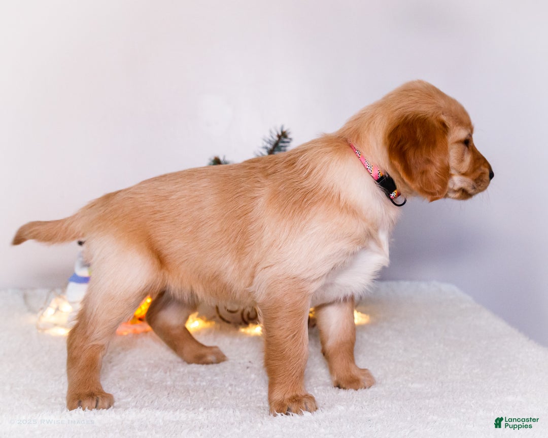Golden Retriever dogs for sale: Jenny - Ad 9