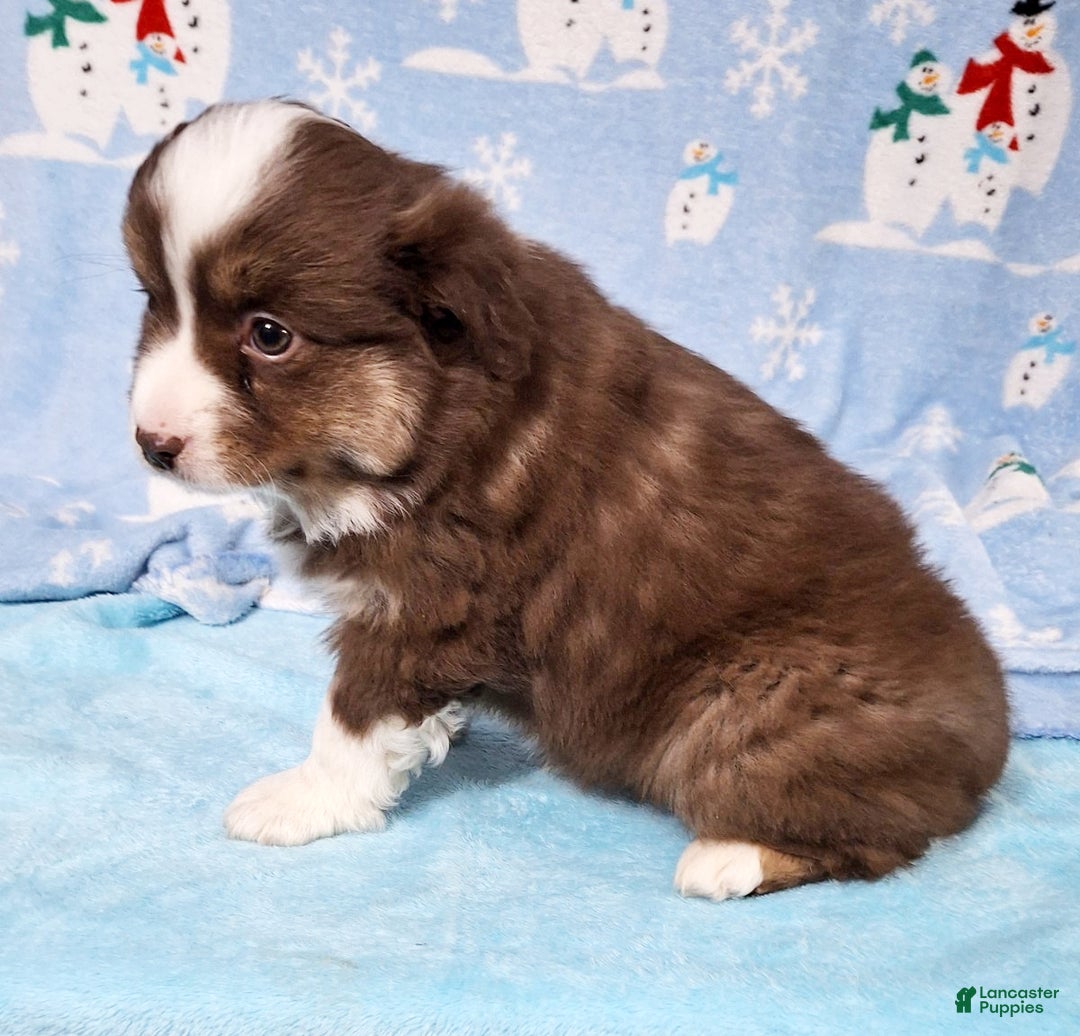 Miniature Australian Shepherd dogs for sale: Red - Ad 2