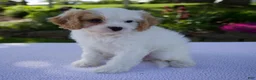 Cavapoo dogs for sale: Darla - Ad 5