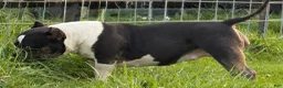 American Bully dogs for sale: Cow Tippin’  - Ad 3