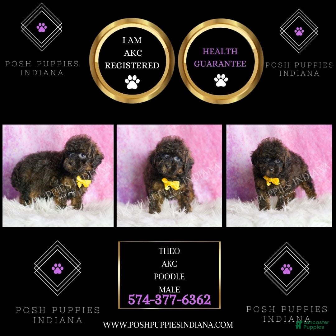 Toy Poodle dogs for sale: Theo - Ad 2