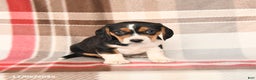 Beagle dogs for sale: Patsy - Ad 2