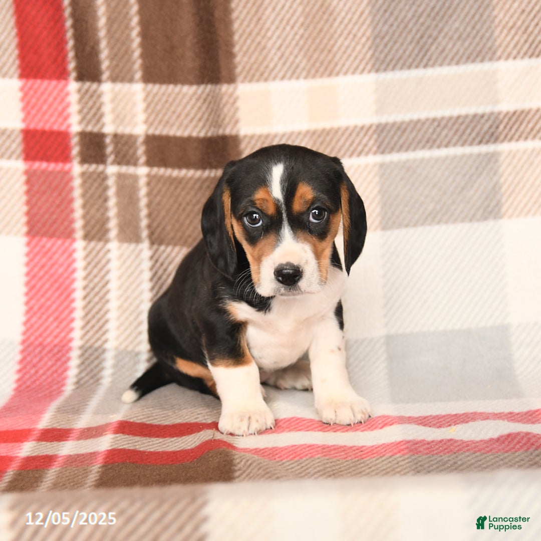 Beagle dogs for sale: Patsy - Ad 2