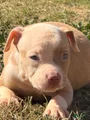 SOLD. American Bully Puppy 7