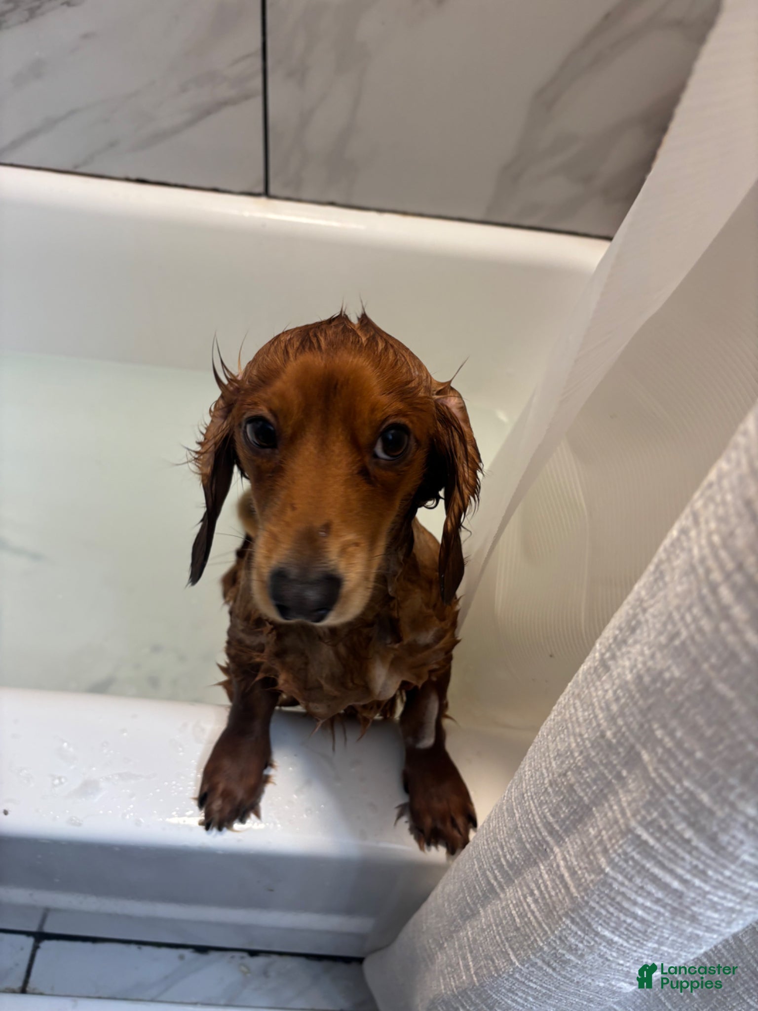 Miniature Dachshund dogs Cowboy  - Ad 3