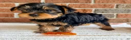 Yorkshire Terrier dogs for sale: Brodie - Ad 5