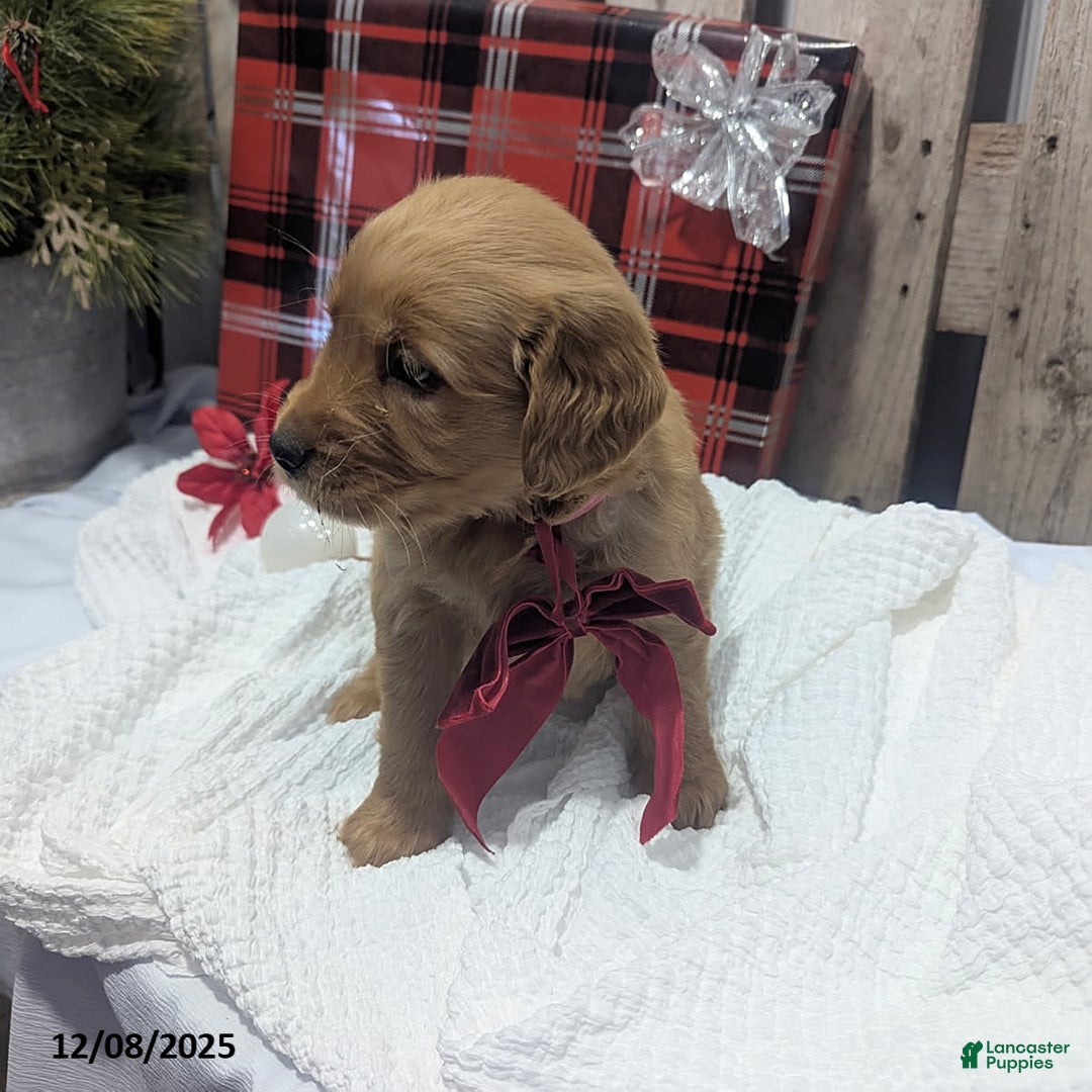 Golden Retriever dogs for sale: Hope - Ad 3