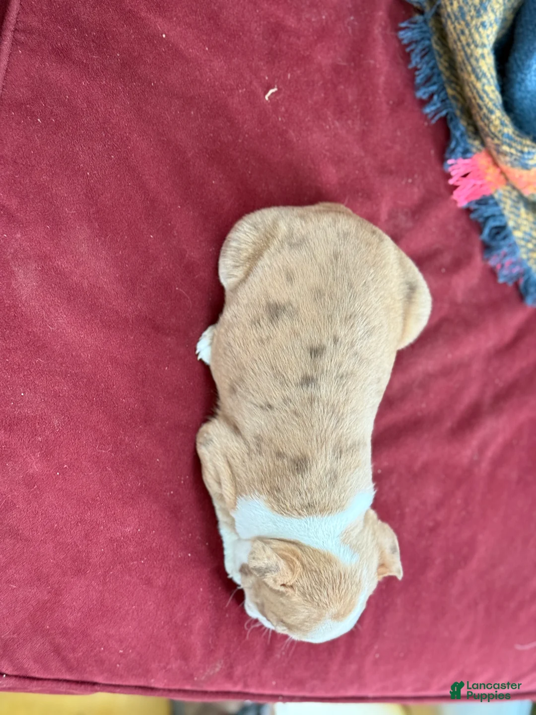 Boston Terrier dogs for sale: Billy - Ad 15