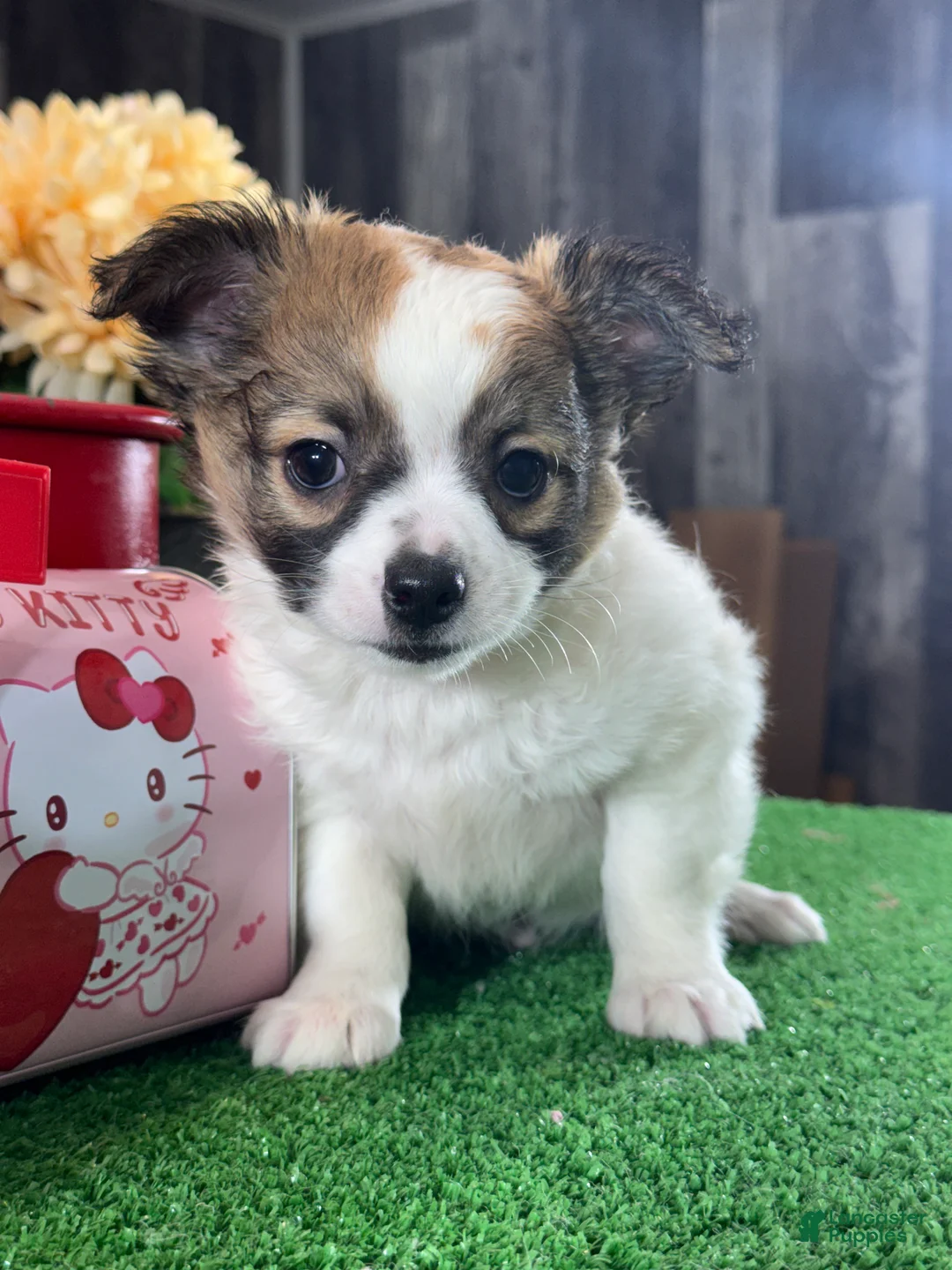 Chihuahua dogs for sale: Freddie - Ad 5