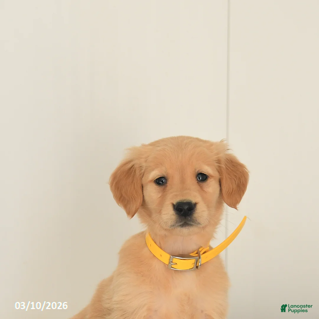 Golden Retriever dogs for sale: Maple   - Ad 5