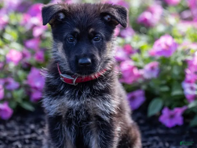 German Shepherd dogs Winston - Ad 1