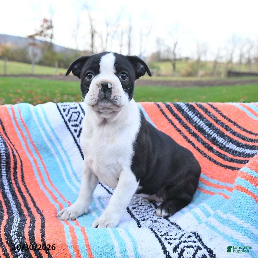 Boston Terrier dogs for sale: Nutmeg - Ad 1