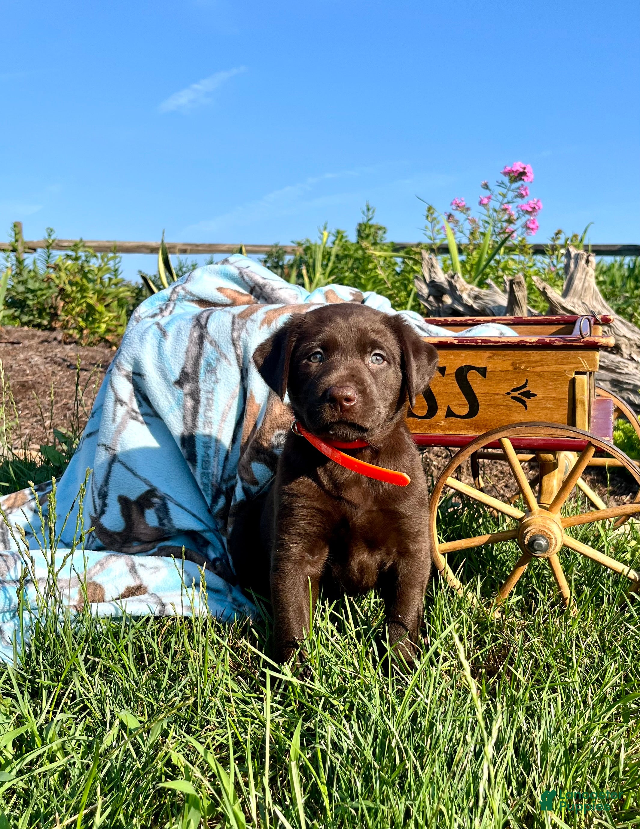 Labrador Retriever dogs Tammy❤️AKC Hip Cert orange - Ad 1
