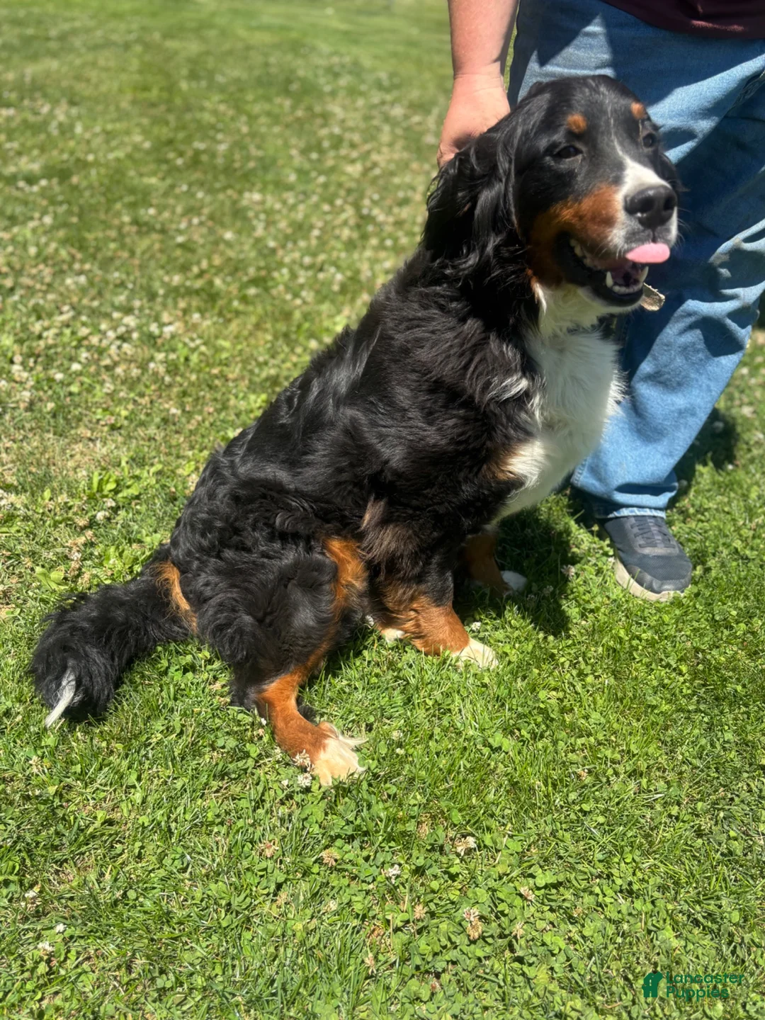 Bernese Mountain Dog dogs for sale: Daisy - Ad 2