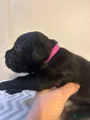 Cane Corso Puppy 10