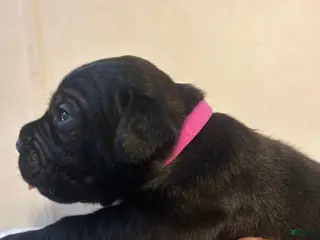 Cane Corso dogs for sale: Cane Corso Puppy 10 - Ad 2
