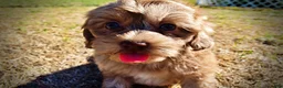 Havapoo dogs for sale: Porsha - Ad 20