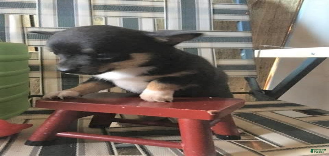 Gallery Image {{count}}