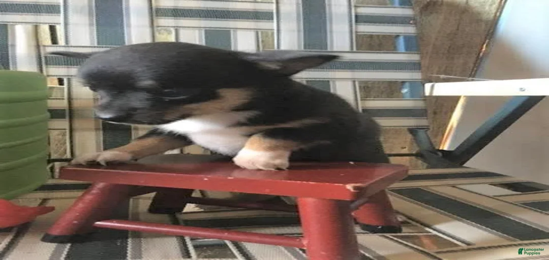 Gallery Image {{count}}