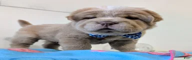  Puppy 2