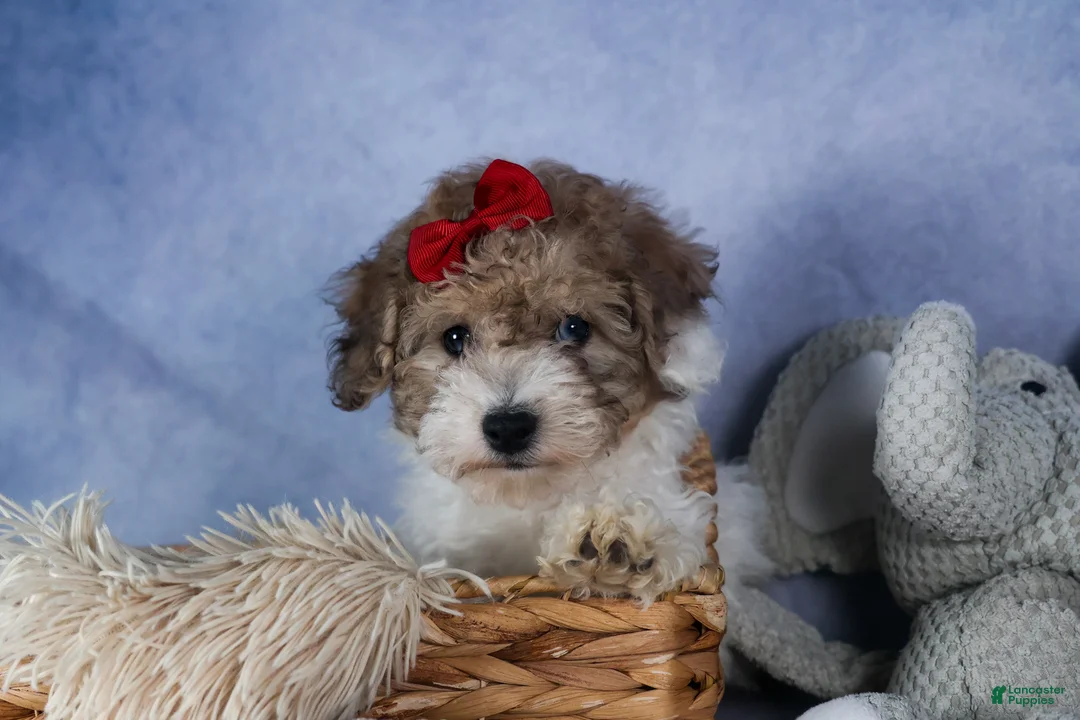 Bichpoo dogs for sale: Snickerdoodle - Ad 14