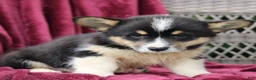 Welsh Corgi Pembroke dogs for sale: Jasper  - Ad 4