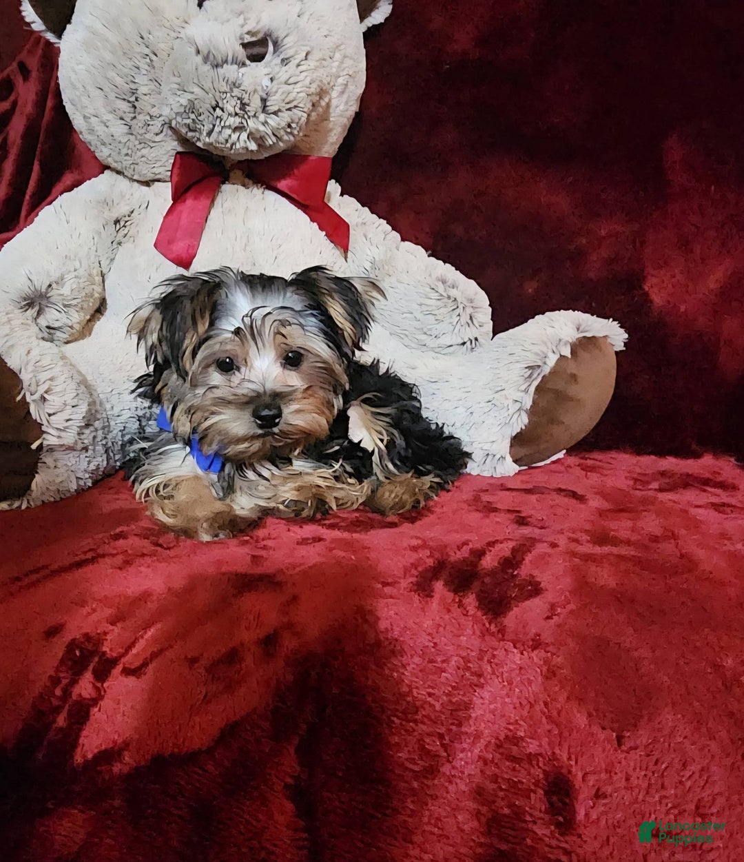 Yorkshire Terrier dogs for sale: MILO - Ad 2
