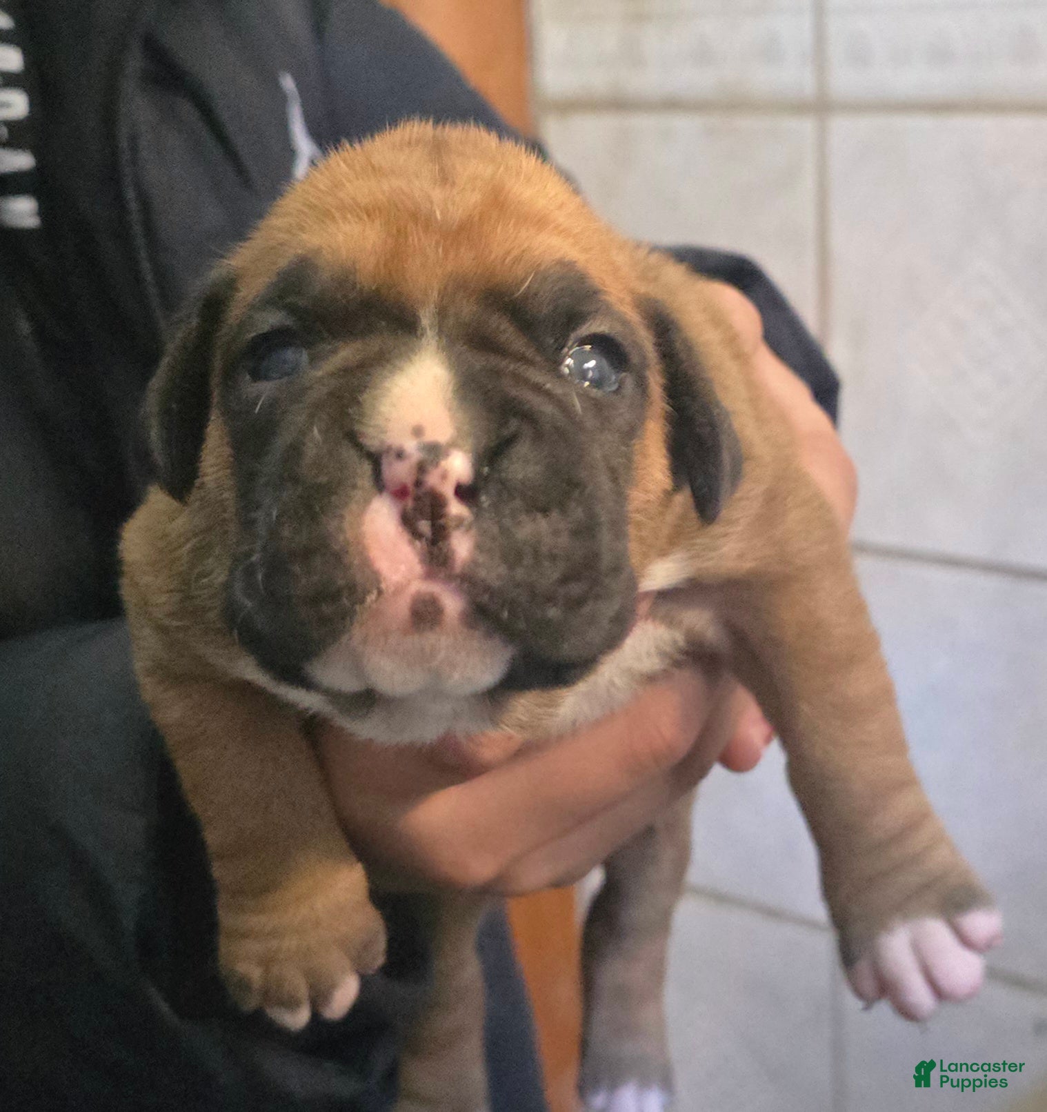 Boxer dogs for sale: Xena - Ad 27